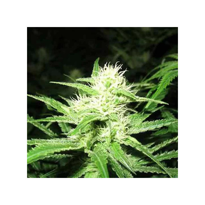Y Griega FeminizadaMedical Seeds