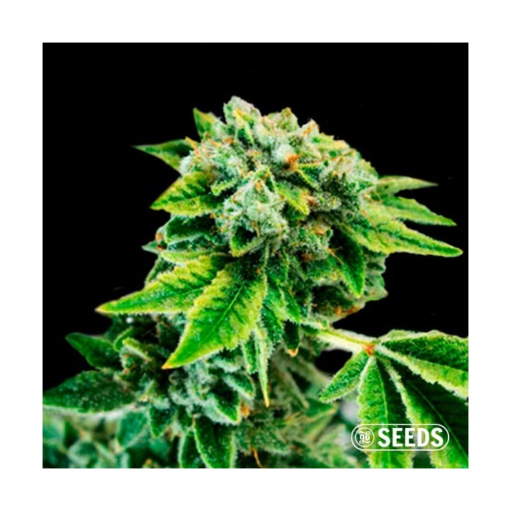 Auto Gorilla XXL