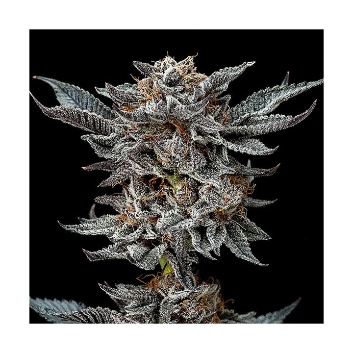 Gorilla Kingdom Glue Auto