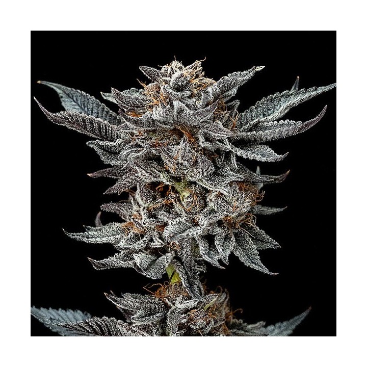 Gorilla Kingdom Glue 4