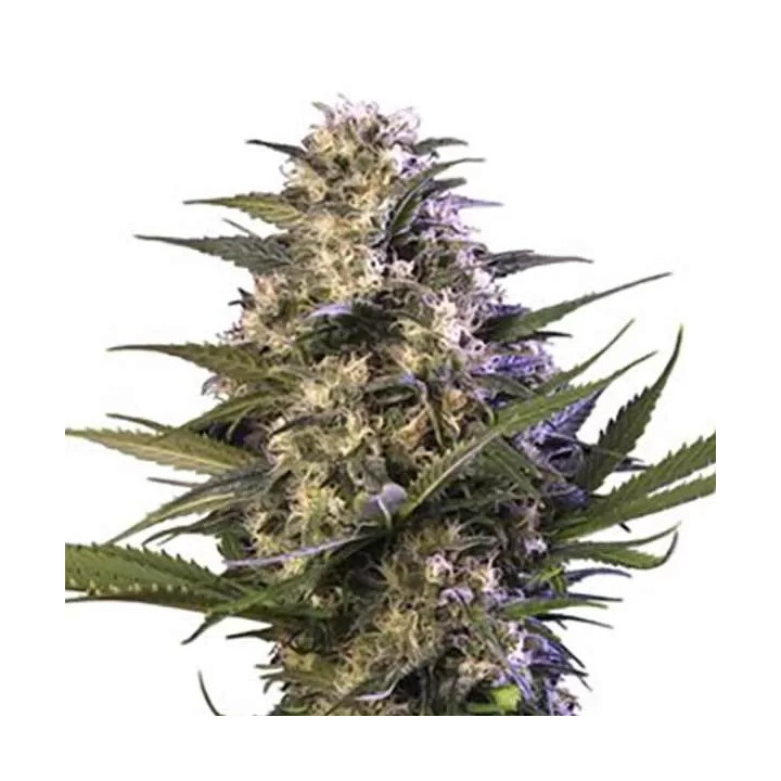 Kraken Feminizada Buddha Seeds