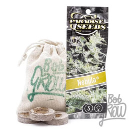 Nebula Feminizada 【Paradise Seeds】