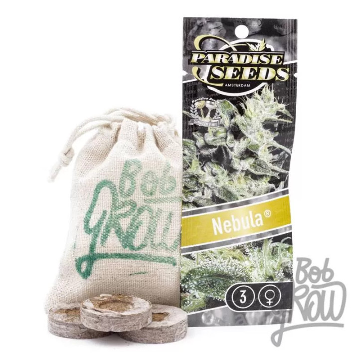 Nebula Feminizada Paradise Seeds