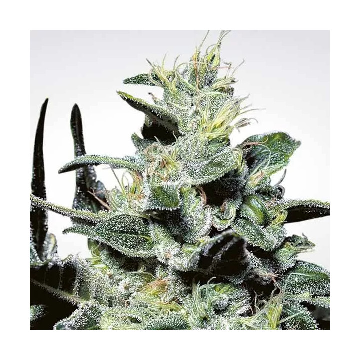 Nebula Feminizada Paradise Seeds