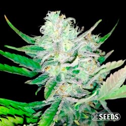 Auto Girl Scout Cookies