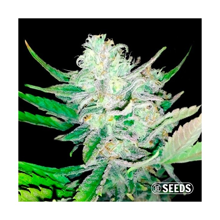 Auto Girl Scout Cookies