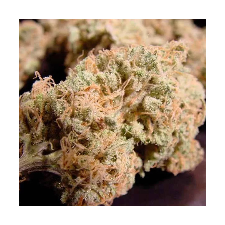 Nebula Feminizada Paradise Seeds