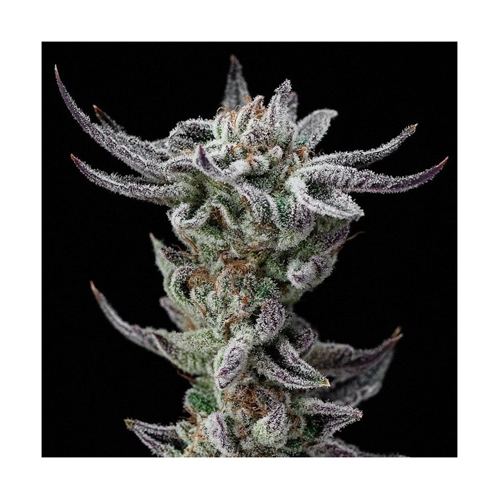 Gorilla Kingdom Glue Faster