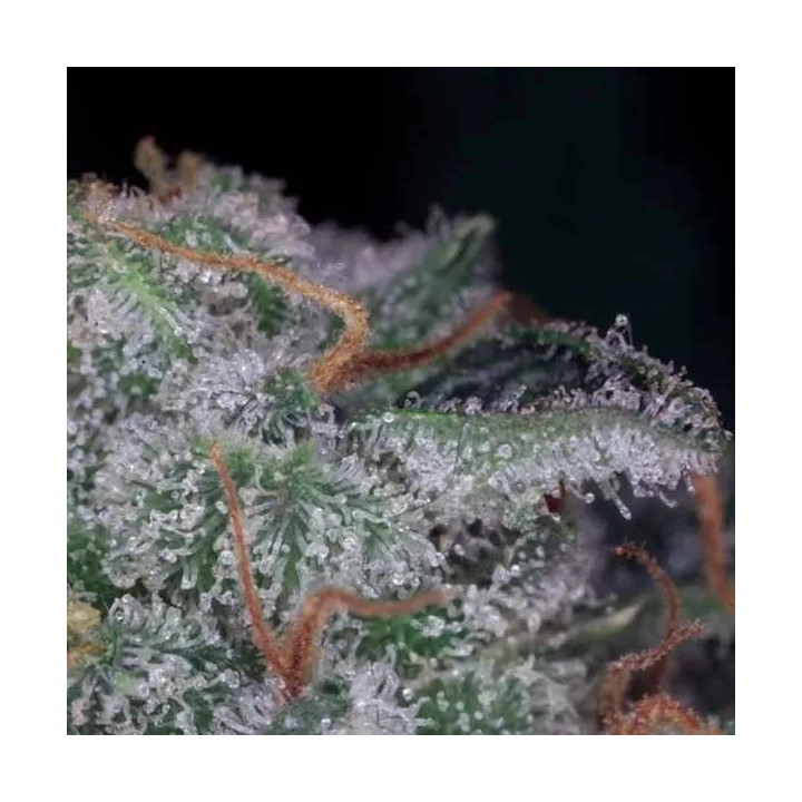 Nebula Feminizada Paradise Seeds