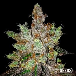 GMO Cookies