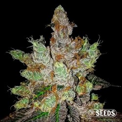 GMO Cookies