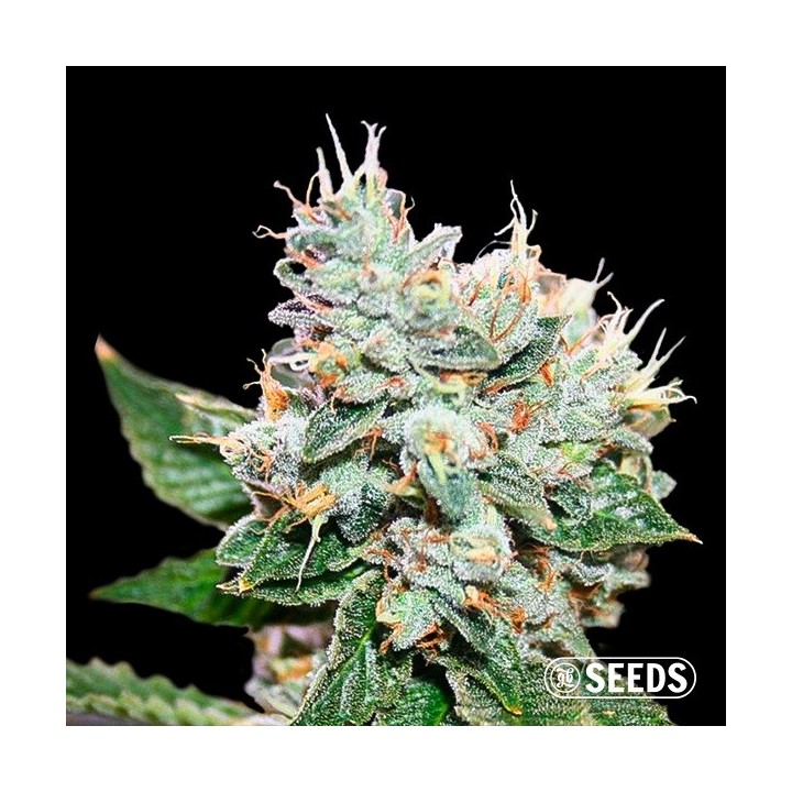Larry OG S1
