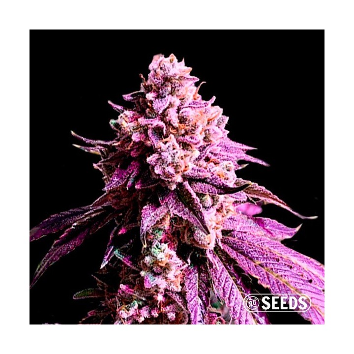 Auto Purple Sunset XXL