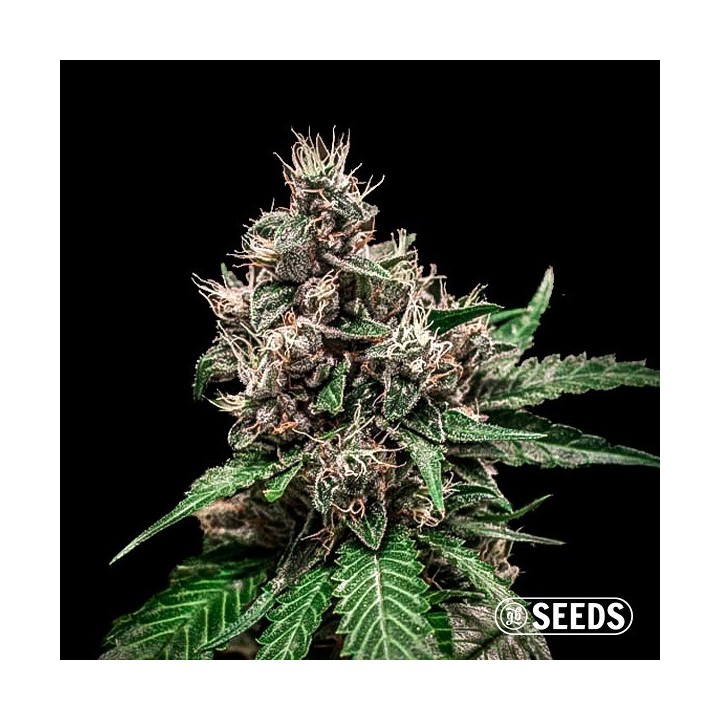 Auto Bruce Banner