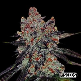 Auto Sherbert XXL