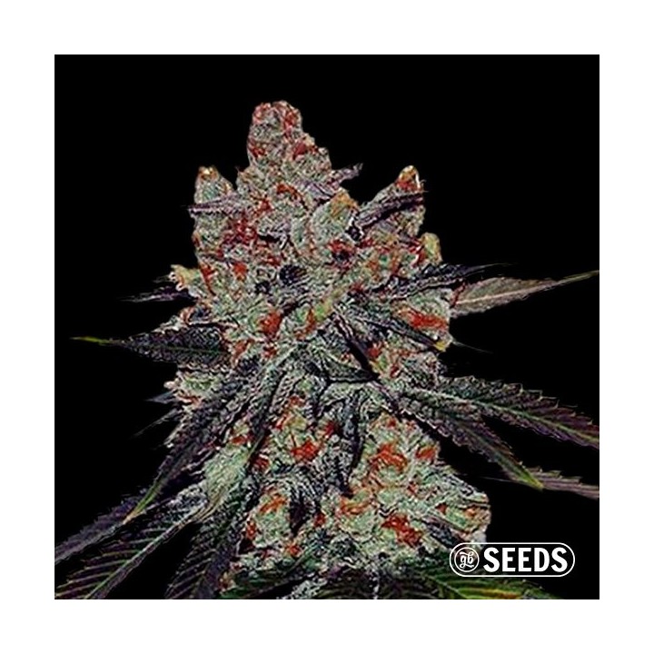 Auto Sherbert XXL