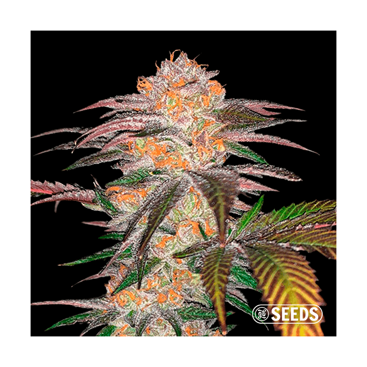 Auto Zkittlez