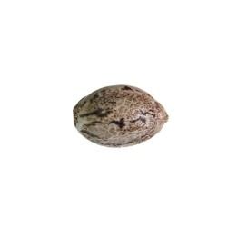 1 Semilla de regalo GB Seeds