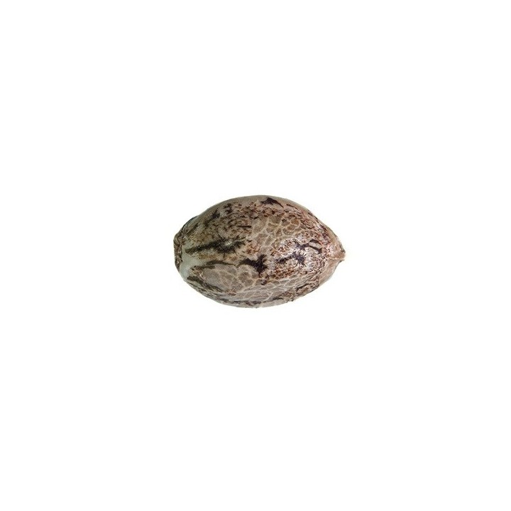 1 Semilla de regalo GB Seeds