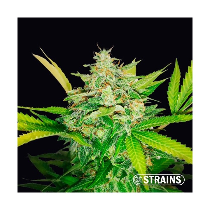 Auto Gold Pineapple