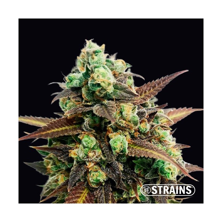 Auto Tangerine Kush