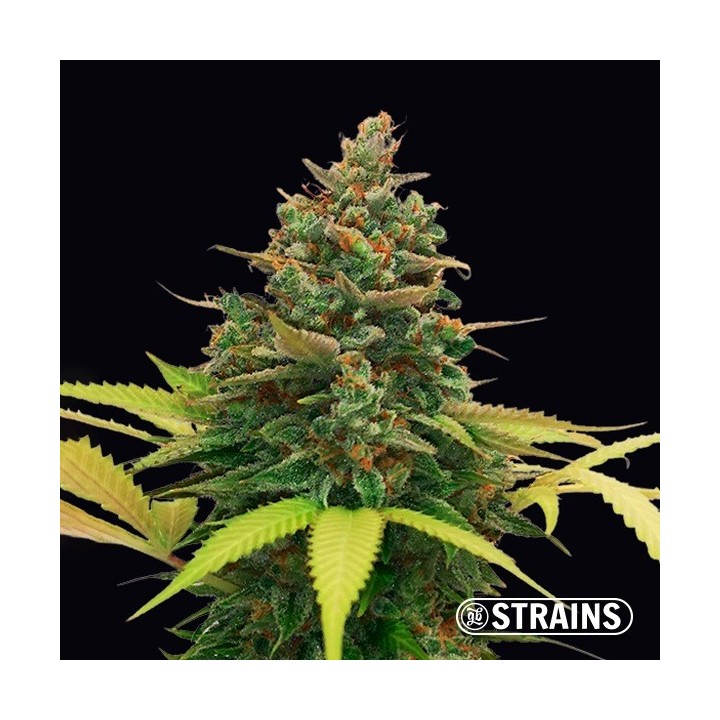 Auto Bubblegum XXL