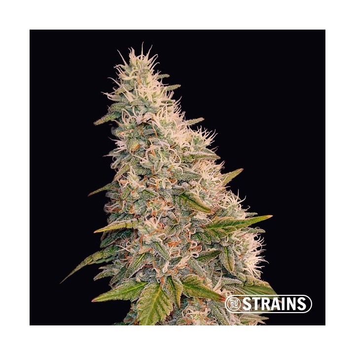Auto Velvet Krush