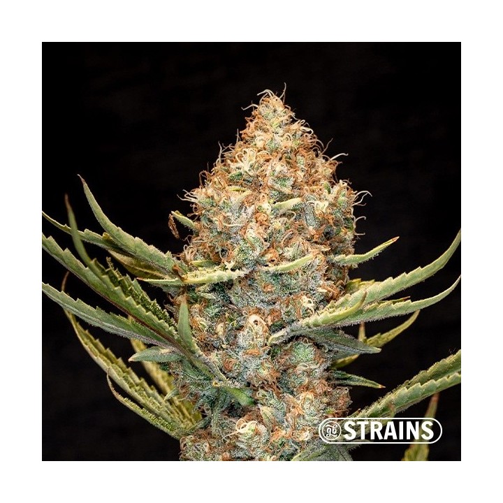 Auto New Glue XXL