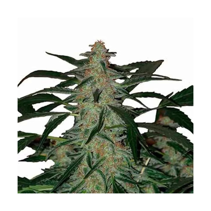 Deimos Buddha Seeds Autofloreciente