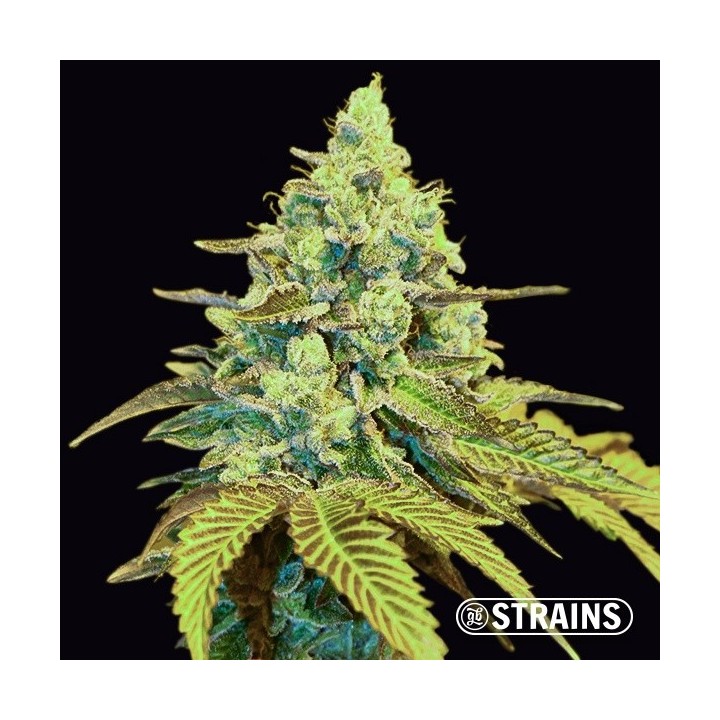 Miracle Alien Cookies (MAC)