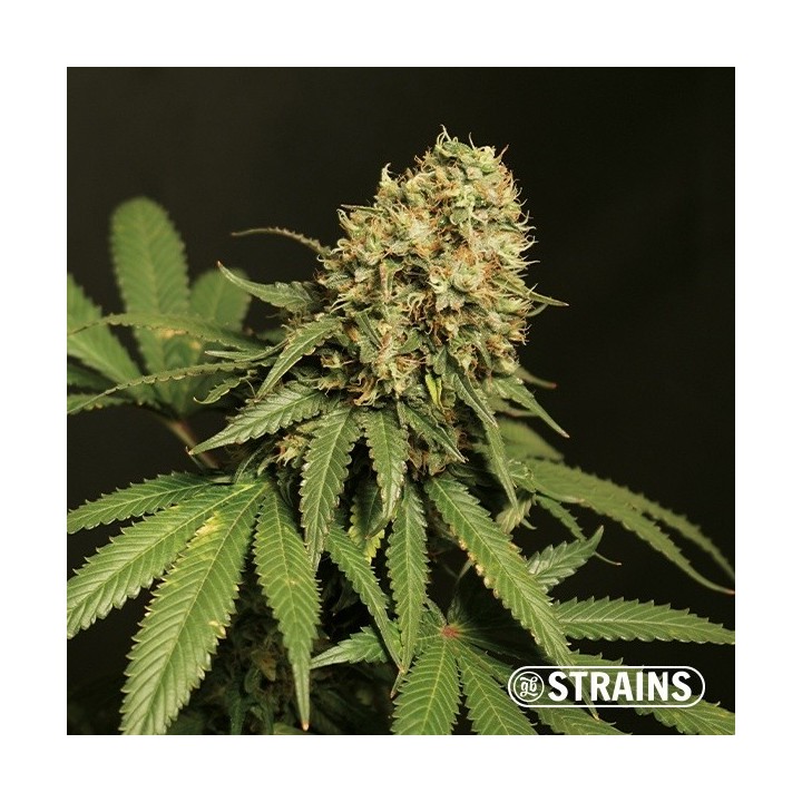 Tropicanna Cookies