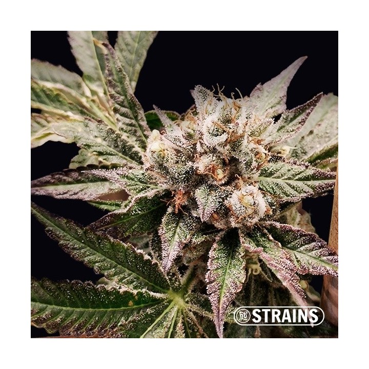 Grand Daddy Purple (GDP)