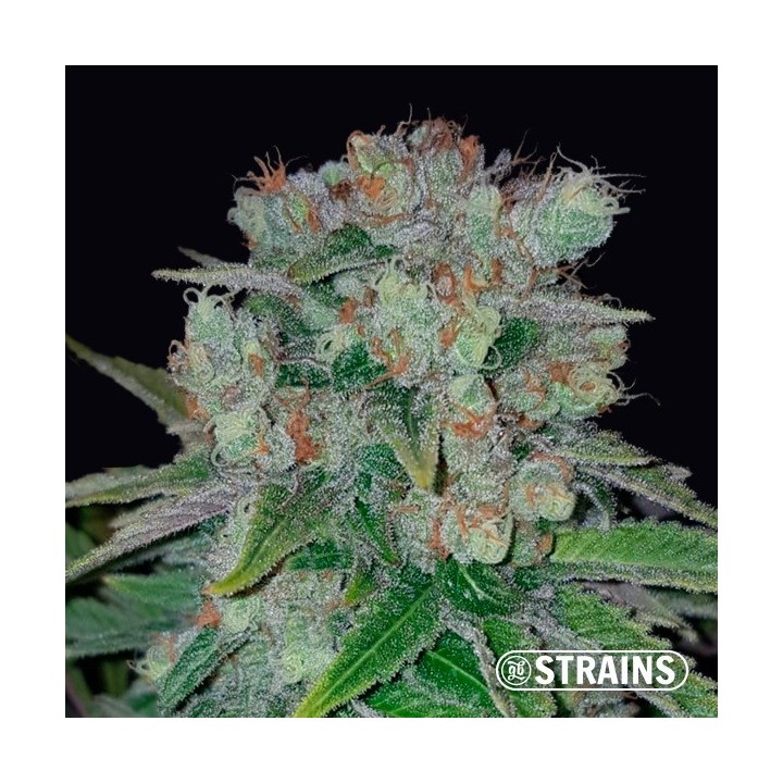 Strawberry Cake CBD