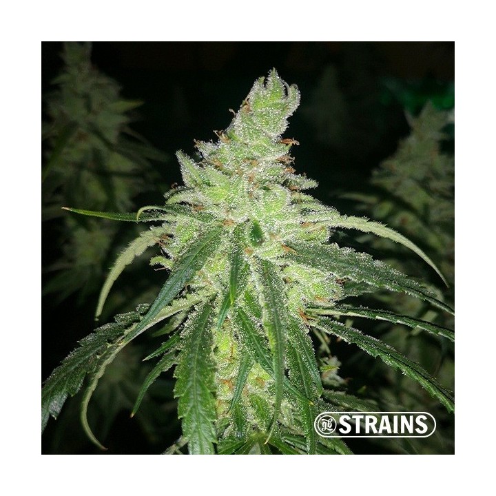 GB Therapy CBD