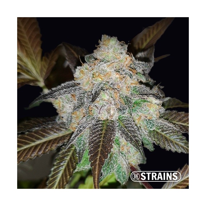 Harlequin CBD