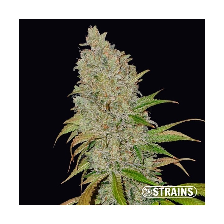 Blue Cheese CBD
