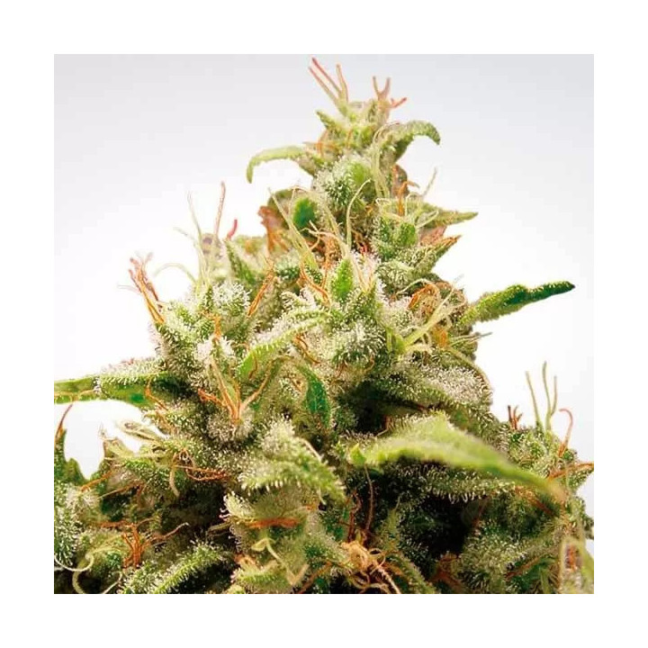 Opium Feminizada 【Paradise Seeds】