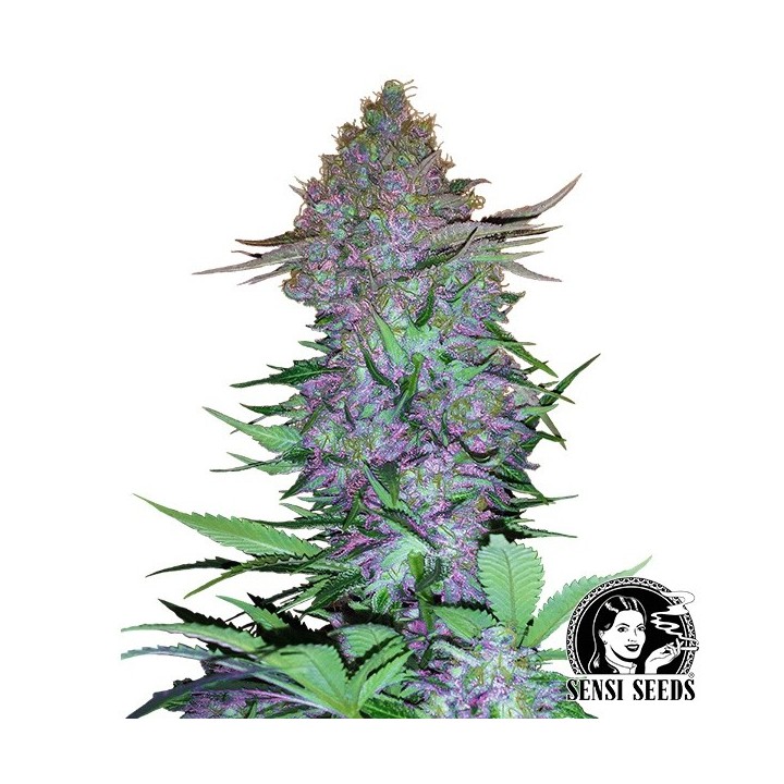 Purple Skunk Auto