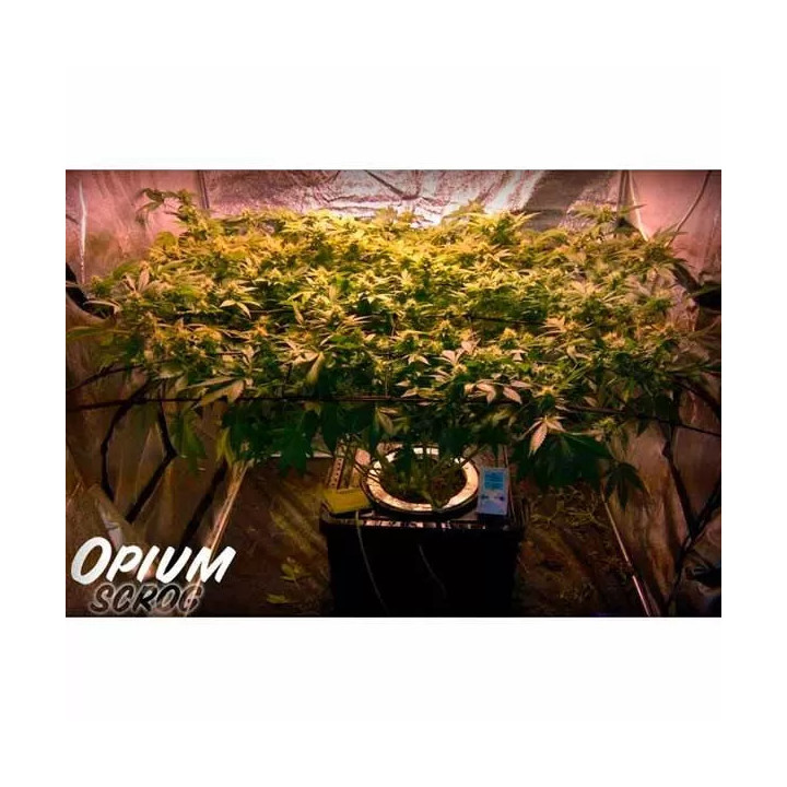 Opium Feminizada 【Paradise Seeds】