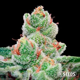 Blueberry Cheesecake Fast