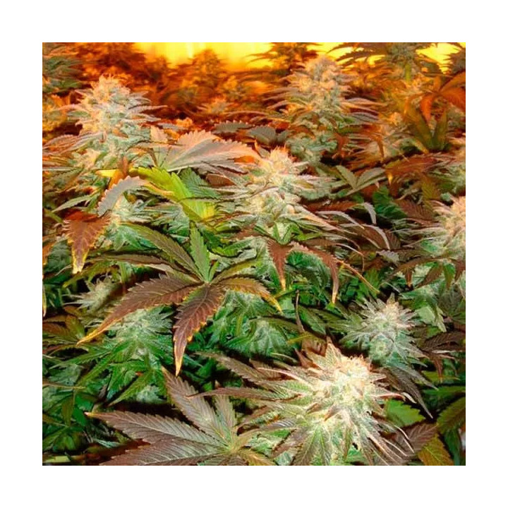 Opium Feminizada 【Paradise Seeds】