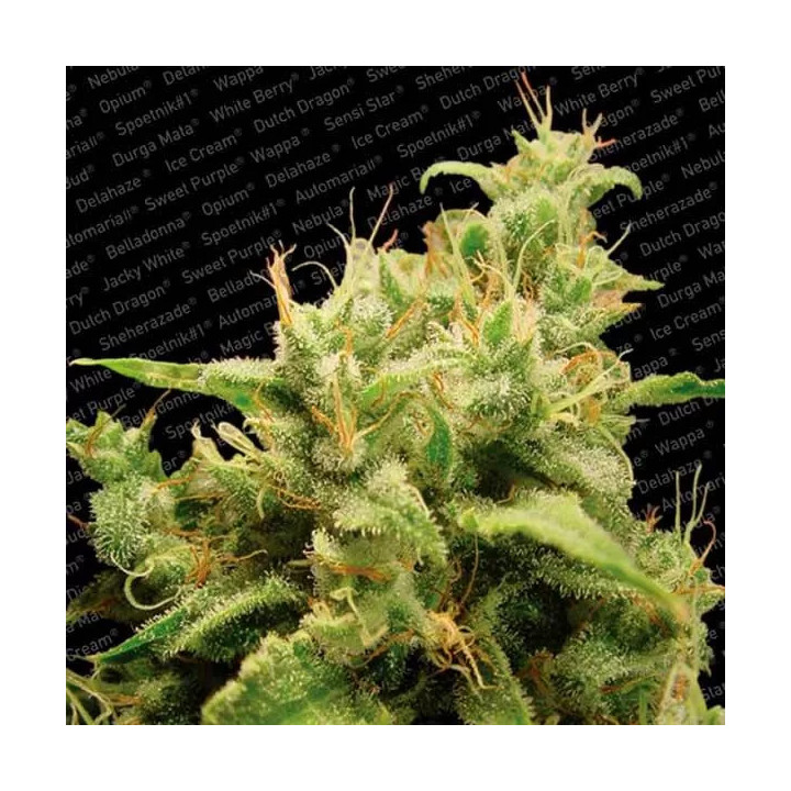 Opium Feminizada 【Paradise Seeds】