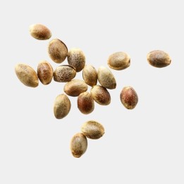 PROMO Mystery Seeds