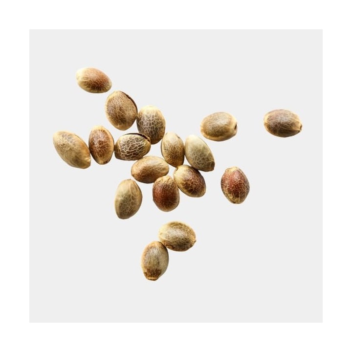 PROMO Mystery Seeds