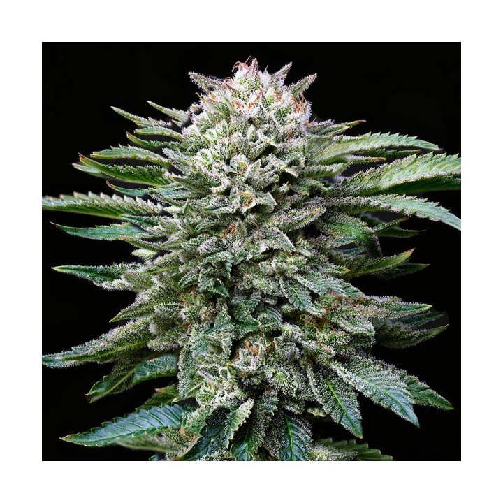 Gorilla Kingdom White