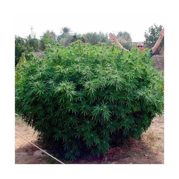 Opium Feminizada 【Paradise Seeds】