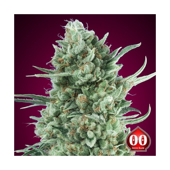 Auto Bubble Gum XXL - 00 Seeds