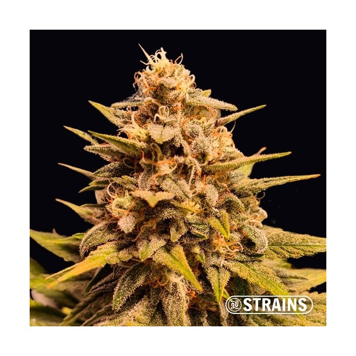 Apple Fritter