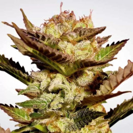 Durga Mata Feminizada 【Paradise Seeds】