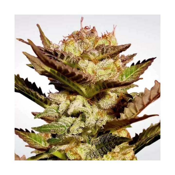 Durga Mata Feminizada Paradise Seeds